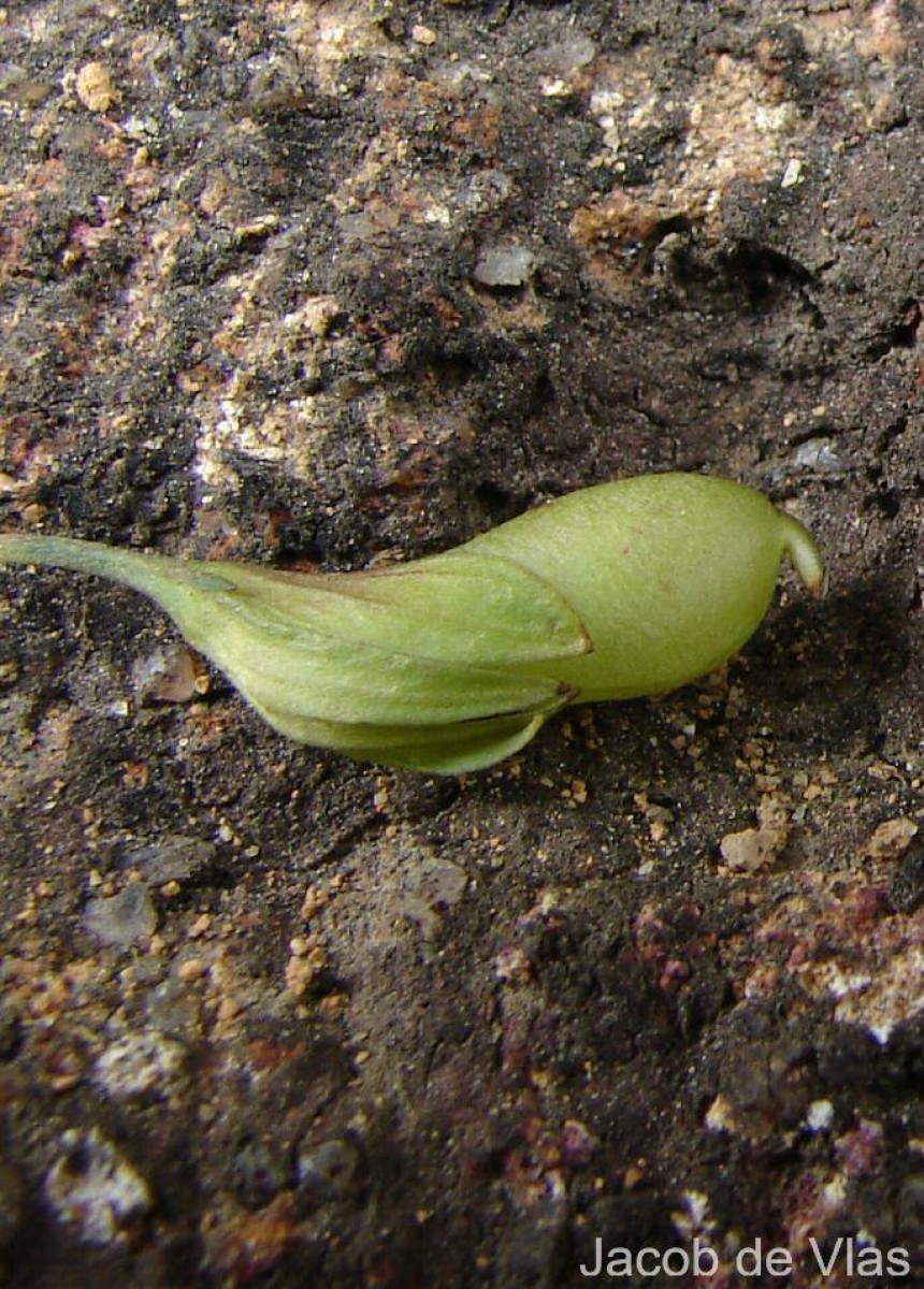 Crotalaria albida B.Heyne ex Roth